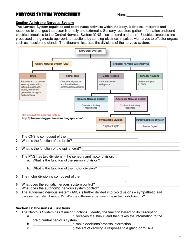 Nervous System Worksheet Jackson County Faculty Sites 