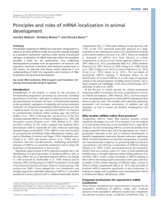 Principles and roles of mRNA localization in animal development