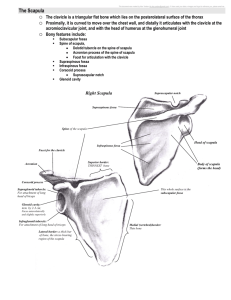 The Scapula - Deranged Physiology