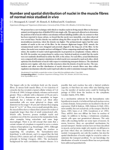 Number and spatial distribution of nuclei in the muscle fibres of