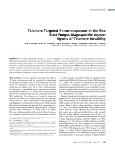 Telomere-Targeted Retrotransposons in the Rice Blast