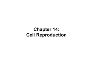Chapter 14: Cell Reproduction