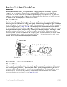 Experiment NP-2: Skeletal Muscle Reflexes
