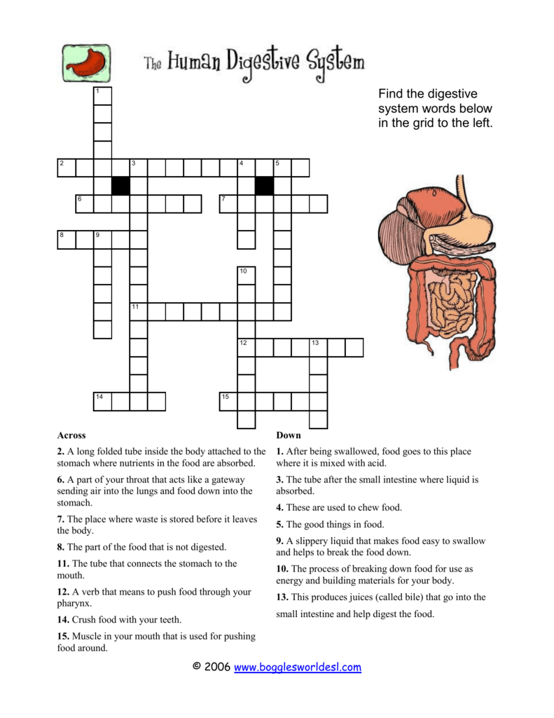 Digestive System Worksheet Answer Key