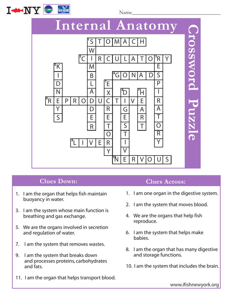 Internal Anatomy Crossword amanda Internal Anatomy Crossword amanda