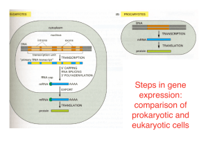 Steps in gene expression: comparison of prokaryotic and eukaryotic