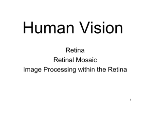 Lecture 3 Retinal Mosaic v01