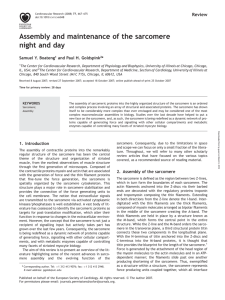 Assembly and maintenance of the sarcomere night and day