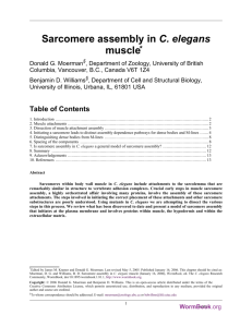 Sarcomere assembly in C. elegans muscle