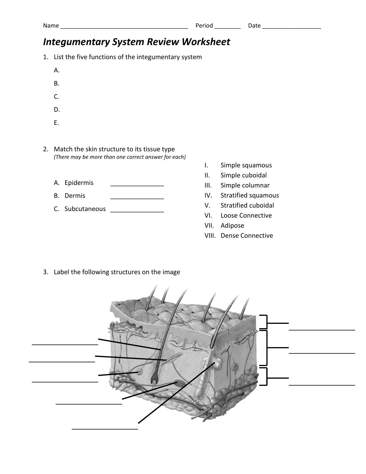 Integumentary System Review Worksheet systemdesign