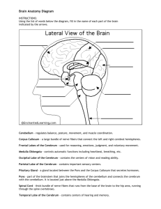 Brain Anatomy Diagram