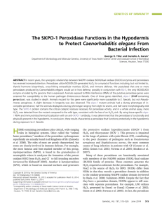 The SKPO-1 Peroxidase Functions in the Hypodermis to