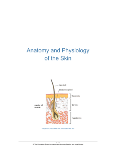 Anatomy of the Skin - East West Aroma School