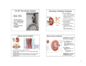 Ch 26: The Urinary System Summary of Kidney functions:
