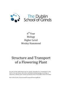 Structure and Transport of a Flowering Plant