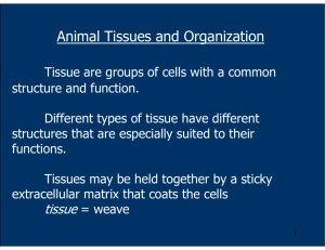 Animal Tissues and Organization