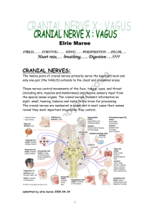Cranial nerve X VAGUS NERVE