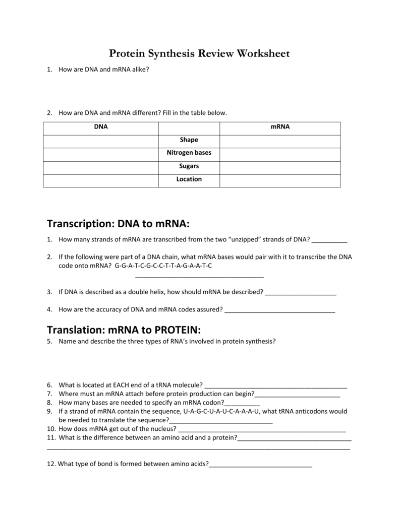 Protein Synthesis  Review Worksheet Transcription: DNA to mRNA In Protein Synthesis Review  Worksheet Answers