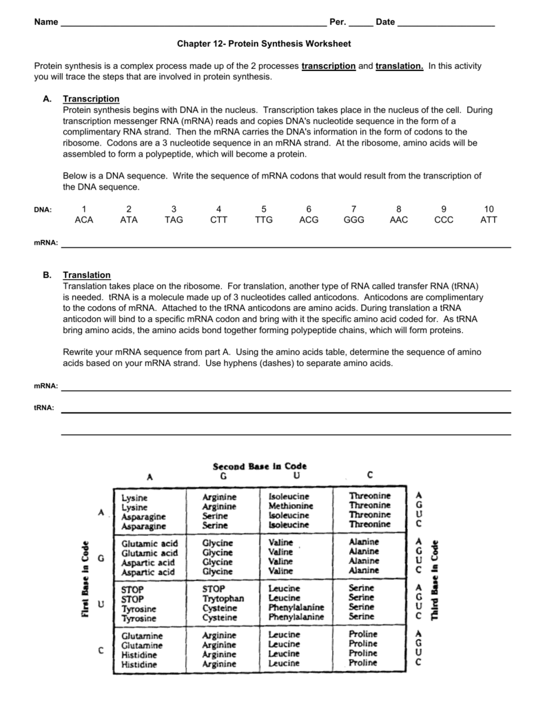 Protein Synthesis Worksheet In Transcription And Translation Worksheet