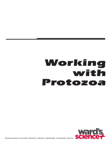Working with Protozoa