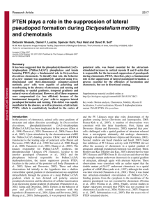 PTEN plays a role in the suppression of lateral pseudopod formation