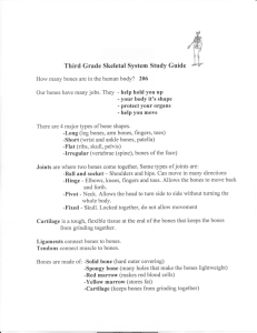 Third Grade Skeletal System Study Guide
