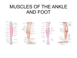 MUSCLES OF THE ANKLE AND FOOT