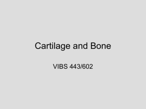 Cartilage and Bone