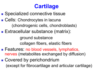 Hyaline cartilage