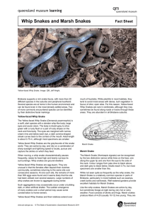 Whip Snakes and Marsh Snakes