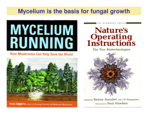 Mycelium is the basis for fungal growth