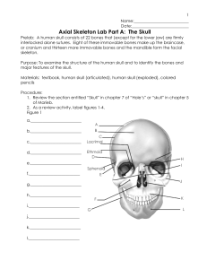 Axial Skeleton Lab Part A: The Skull