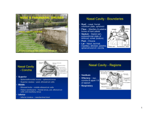 Nasal Cavity - Boundaries Nasal Cavity - Regions