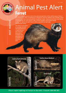 Animal Pest Alert - Ferret (no.5/2008)