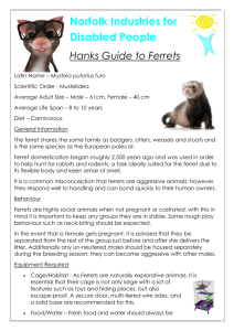 Hanks Guide to Ferrets