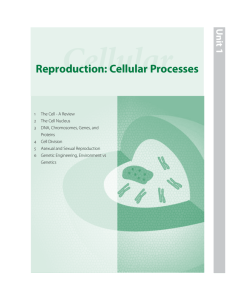 Reproduction: Cellular Processes