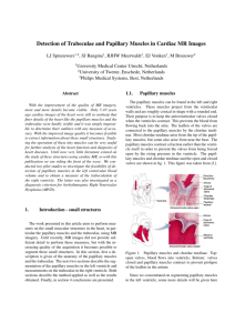 Detection of Trabeculae and Papillary Muscles in Cardiac MR Images