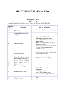 STRUCTURE OF THE HUMAN BODY Vertebral Levels