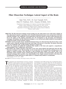 Fiber Dissection Technique: Lateral Aspect of the Brain