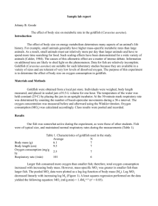 Sample lab report Johnny B. Goode The effect of body size on