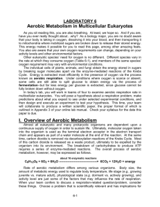 LABORATORY 6 Aerobic Metabolism in Multicellular Eukaryotes
