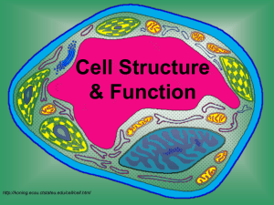 Cell Types and Organelles