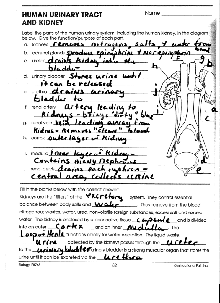 Human Urinary Tract And Kidney