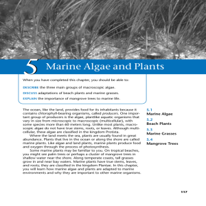 05/Marine Algae and Plants