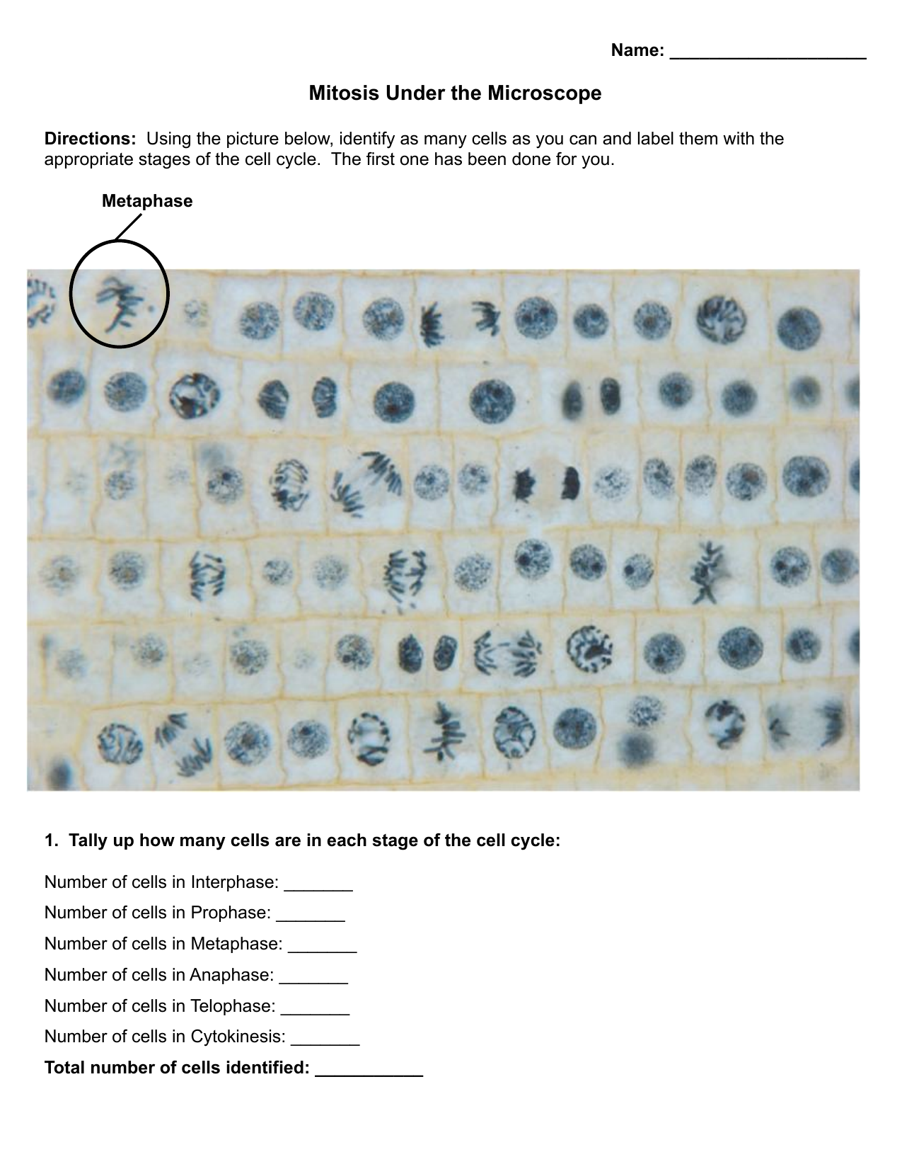 Mitosis Investigation MU Lab