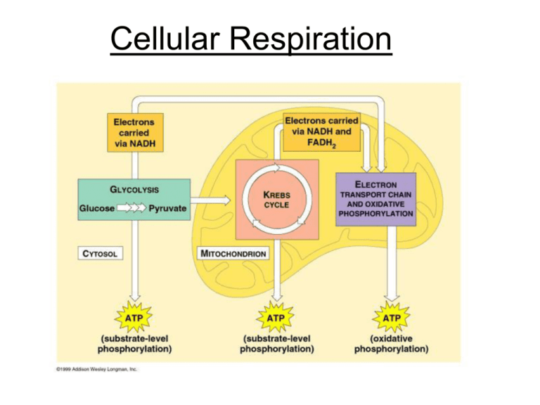 cellular respiration overview