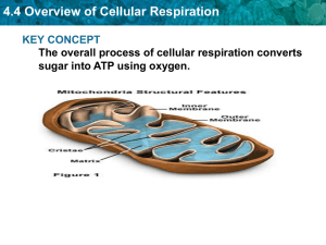 4.4 Overview of Cellular Respiration