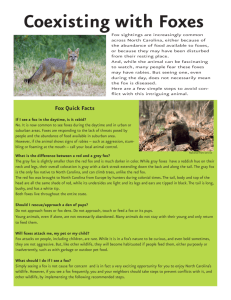 Coexisting with Foxes - North Carolina Wildlife Resources