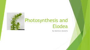 Photosynthesis and Elodea
