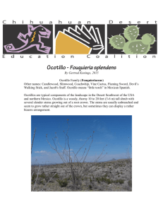 By Gertrud Konings, 2015 Ocotillo Family (Fouquieriaceae) Other